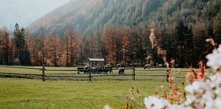 Ho'oponopono – Skrivnost do notranjega miru in srečnejšega življenja